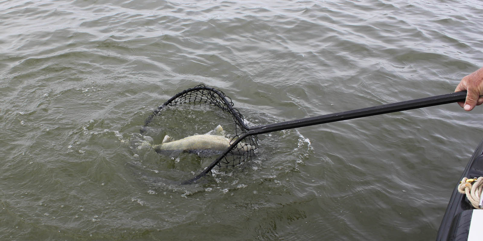 Netting a Walleye